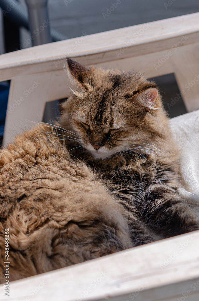 Fluffy brown cat is resting on a white chair. The pet warmed up in the sun and sleeps.
