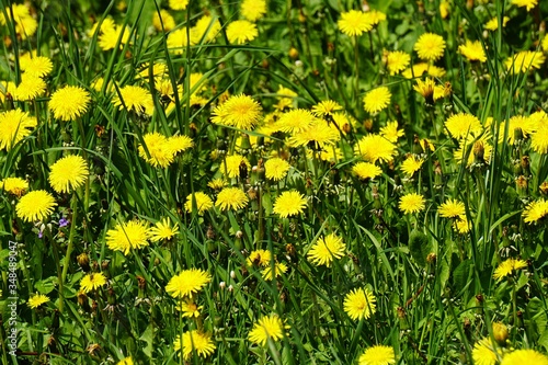field with yellow dandelions at the spring