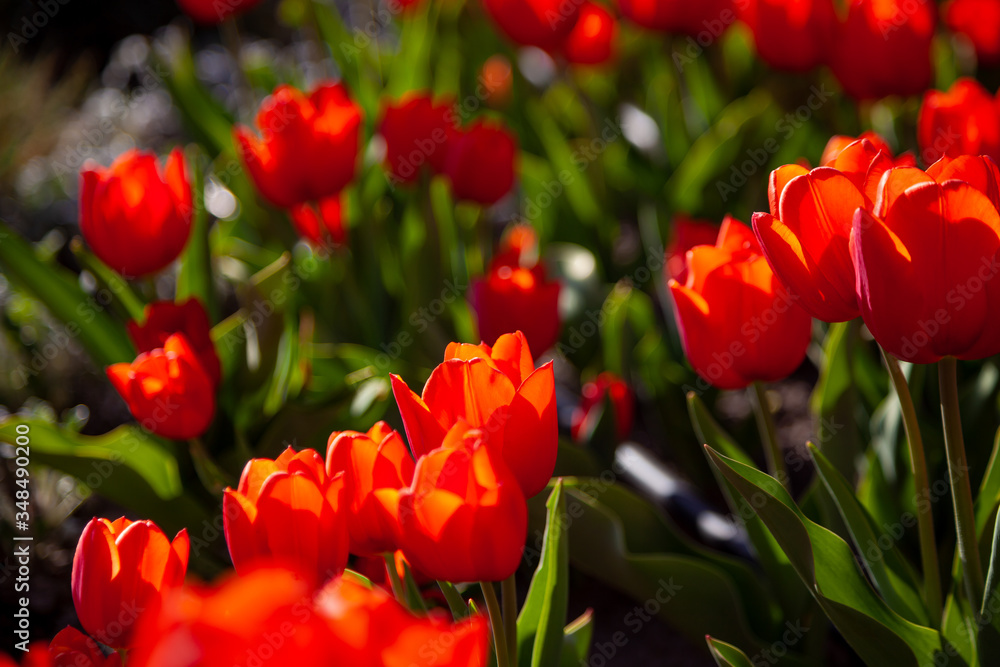 Red tulips background. Beautiful tulip in the meadow. Flower bud in spring in the sunlight. Flowerbed with flowers. Tulip close-up. Red flower Red tulips background. Beautiful tulip in the meadow. Flower bud in spring in the sunlight. Flowerbed with flowers. Tulip close-up. Red flower