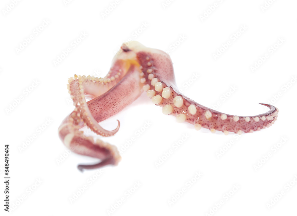 tentacles of octopus isolated on white background tentacles of octopus isolated on white background