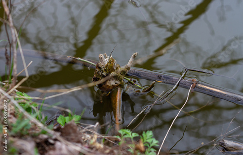 a piece of broken tree, covered with green moss, lies in the lake. Dark water, the remains of trees. Environmental pollution photo