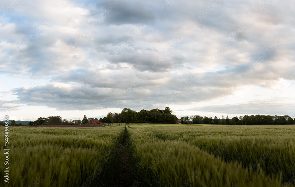 Obraz premium Gerstenfeld im Frühling mit Haus am Horizont und Treckerspur