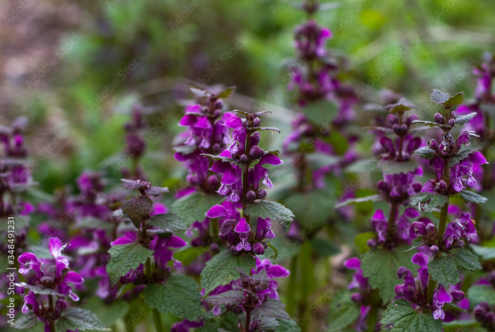 Photo of beautiful field plants with purple flowers Photo of beautiful field plants with purple flowers