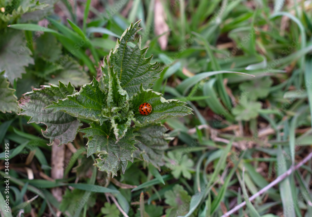 A little ladybug is sitting on the green grass of a nettle. A little ladybug is sitting on the green grass of a nettle.
