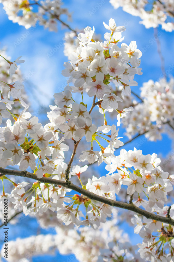 Kischblüten Kischblüten