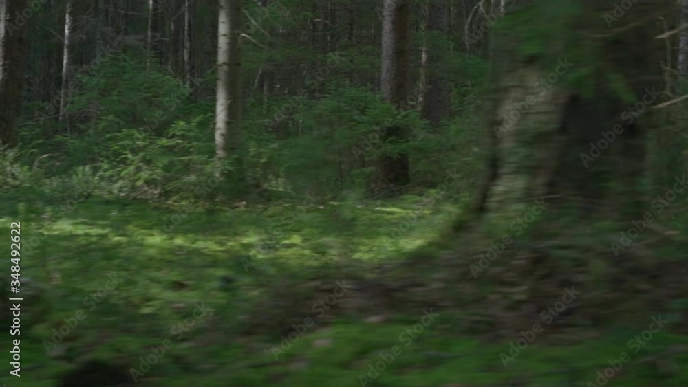 Walking through green forest. Camera moves along trees. Walking through green forest. Camera moves along trees.