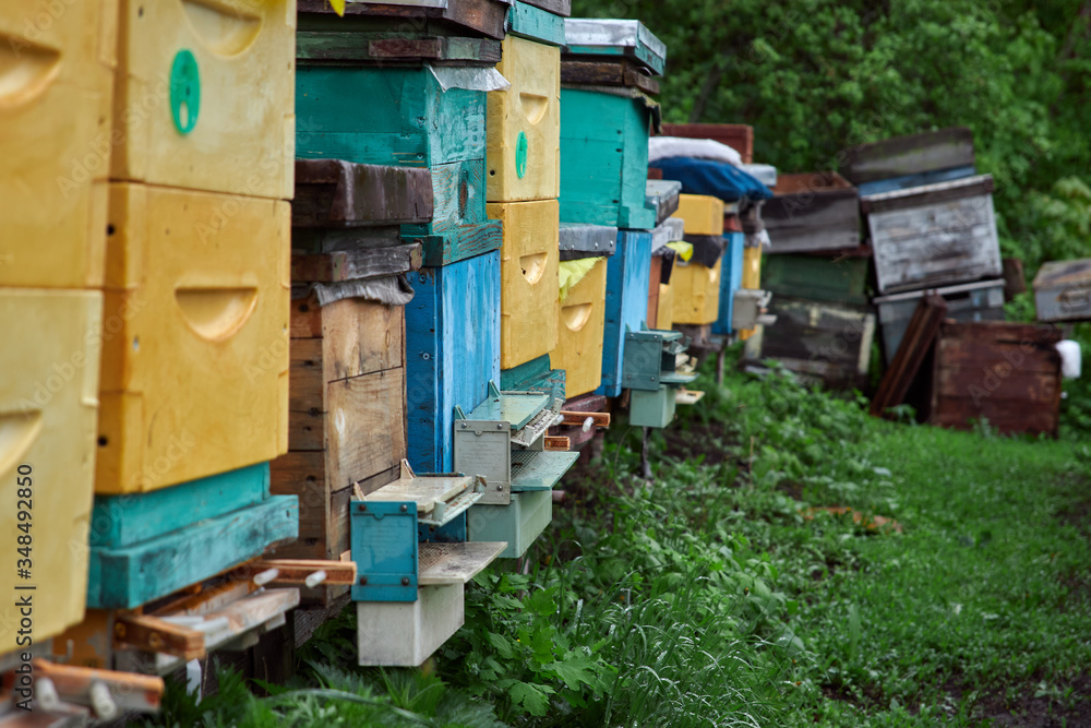 beehives with bees in the apiary on a background of green grass beehives with bees in the apiary on a background of green grass