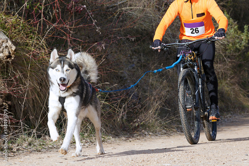 A dog and its musher taking part in a popular canicross with bicycle (bikejoring). photo