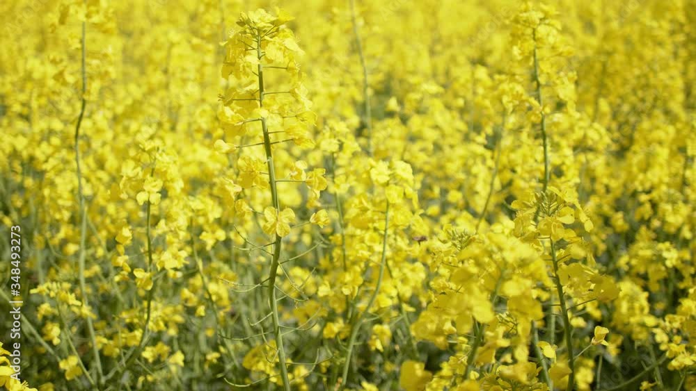 Blooming rapeseed or canola field. Close up view on rape plantation. Alternative bio fuel and oil Blooming rapeseed or canola field. Close up view on rape plantation. Alternative bio fuel and oil