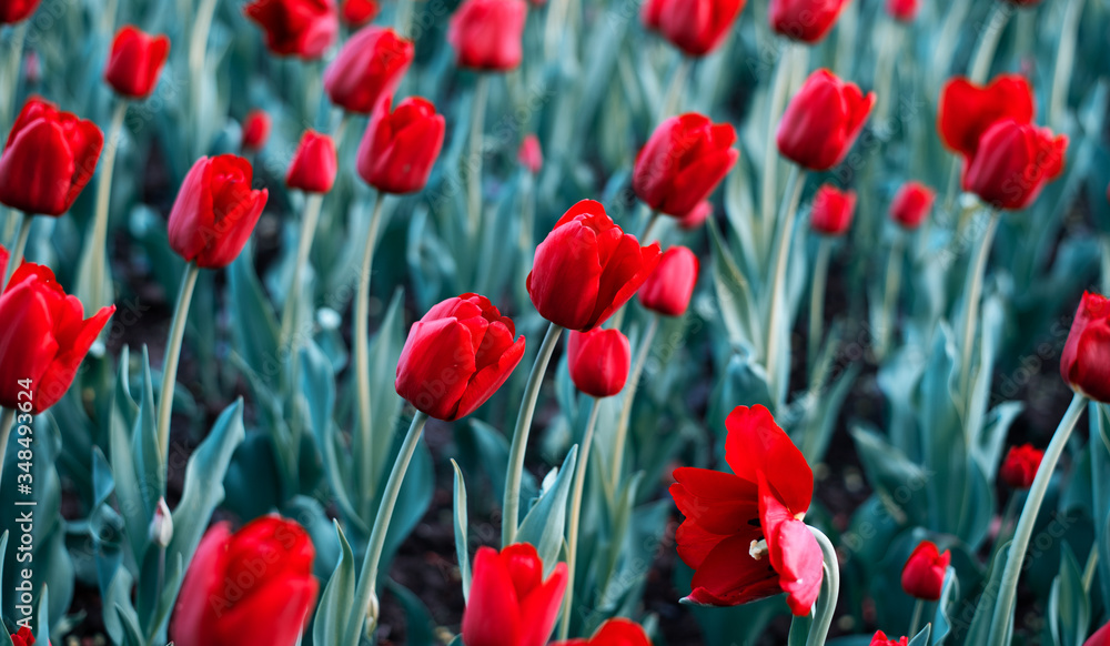 Meadow with tulips. Beautiful flowers in summer. Meadow with tulips. Beautiful flowers in summer.