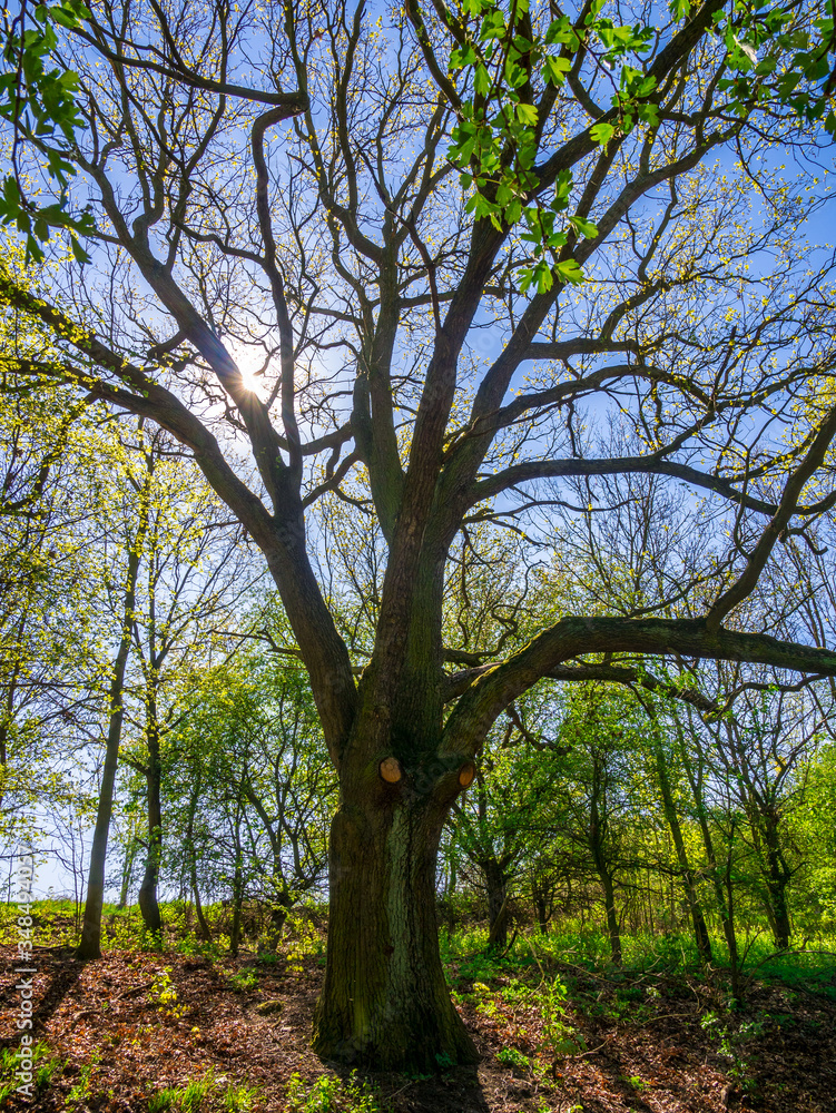 Old massive oak tree(Quercus robur) in spring, with the sun behind the branches at the edge of the forest. Old massive oak tree(Quercus robur) in spring, with the sun behind the branches at the edge of the forest.