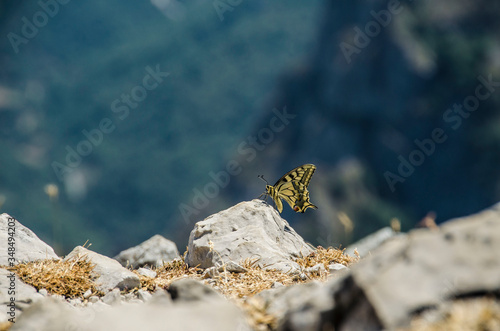 Macaon butterfly (Papilio machaon) on top of jultayu mountain (1940m) in Picos de Europa photo