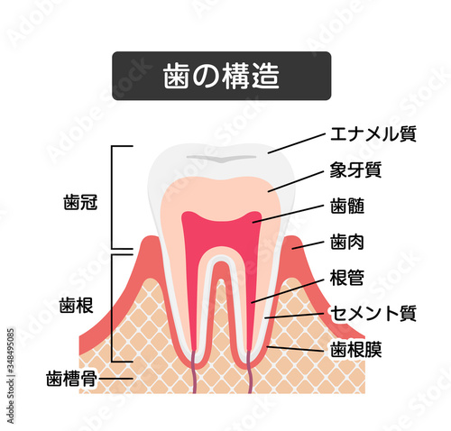 歯の構造・名称　断面図ベクターイラスト 
