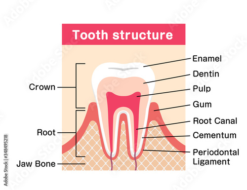 Tooth anatomy flat vector illustration