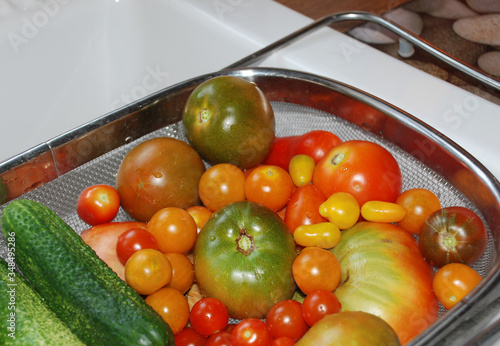 A day's harvest of ripe Italian cucumbers and tomatoes (cherry, yellow pear, orange cherry, black, beefsteak, giant cherry, plum, date, san marzano) in a metal kitchen basket over a white ceramic sink photo