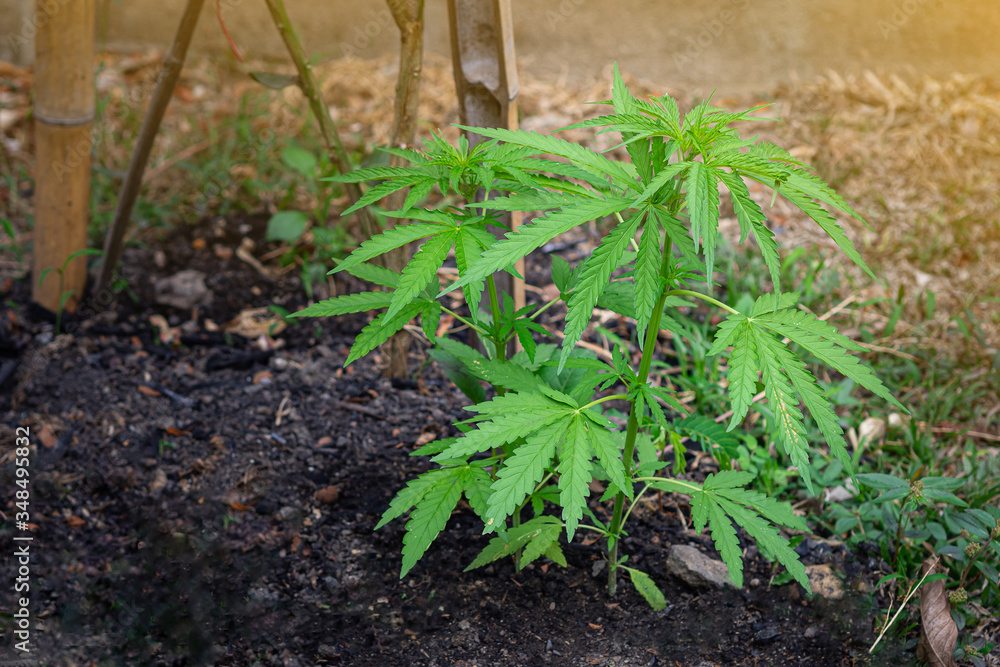Obraz premium Close-up of marijuana plant growing at outdoors cannabis farm. Texture of marijuana leaves. Concept of cannabis plantation for medical.