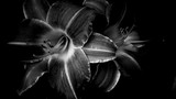 Close-up Of Lilies Against Black Background