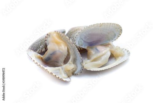 Clams in a white background