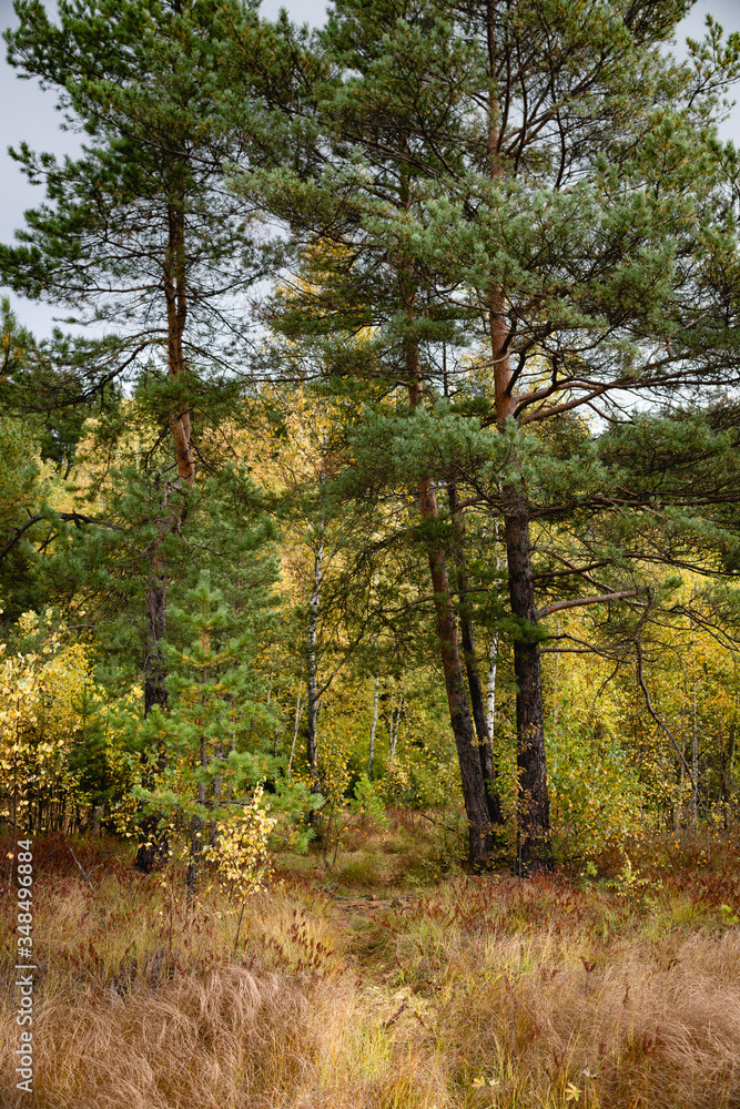 Fototapeta premium marsh, forest
