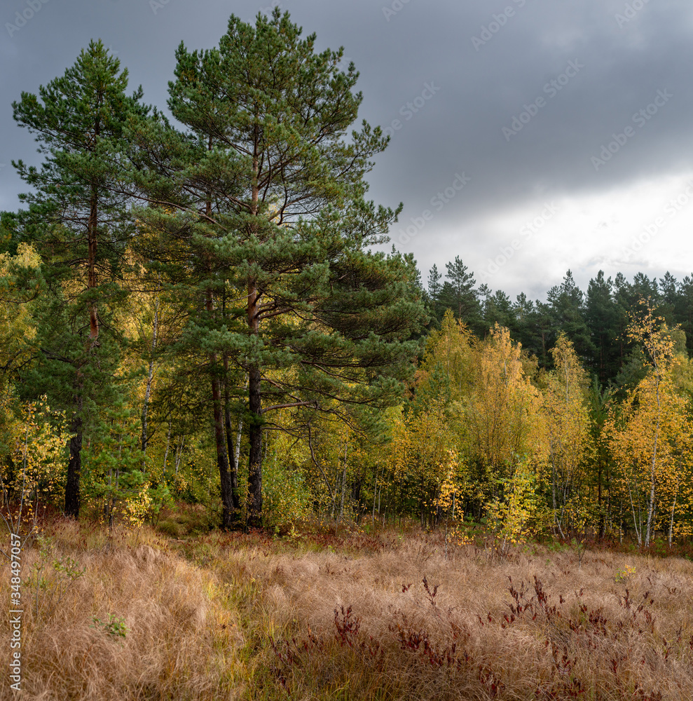 Fototapeta premium marsh, forest