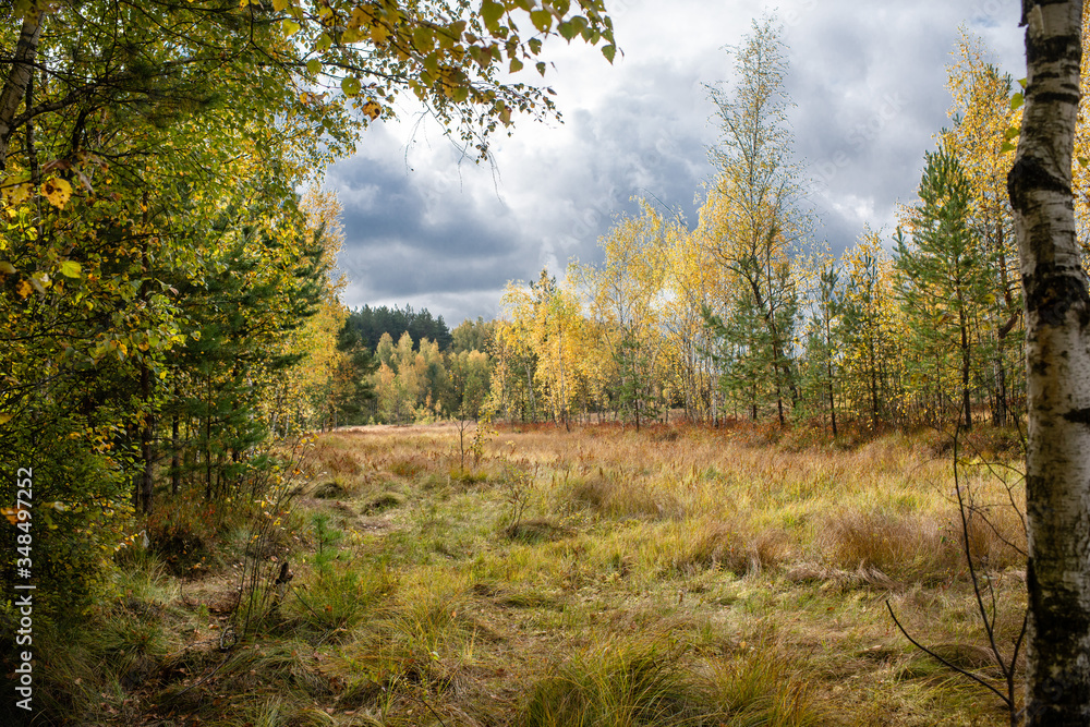 marsh, forest marsh, forest