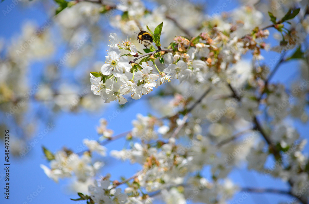 Close-up of garden bumblebee (Bombus hortorum) collecting nectar from blooming white cherry (Prunus cerasus) flower. Blooming cherry on natural bokeh background Close-up of garden bumblebee (Bombus hortorum) collecting nectar from blooming white cherry (Prunus cerasus) flower. Blooming cherry on natural bokeh background
