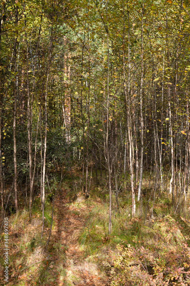 Fototapeta premium marsh, forest