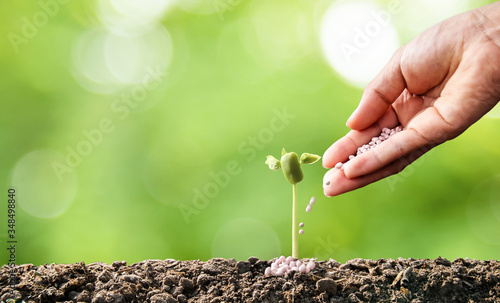 hand of a farmer giving fertilizer to young green plants / nurturing baby plant with chemical fertilizer on green bokeh background
