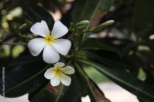 plumeria flower on tree