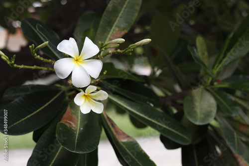 plumeria flower on tree
