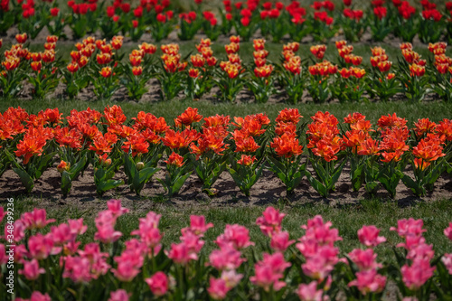 Spring tulip fields in Holland, colorful flowers in Netherlands. Group of colorful tulips. Selective focus. Colorful tulips photo background.