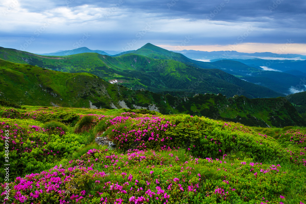 Blooming rhododendron in the Eastern Carpathians