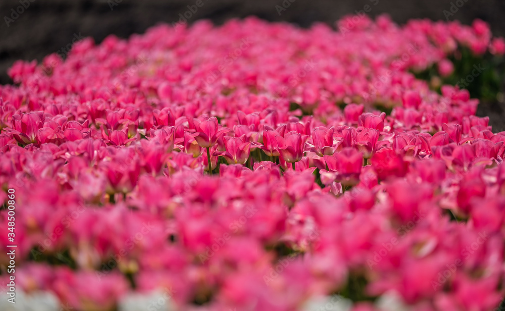 Group of pink tulips. Selective focus. Colorful tulips photo background.