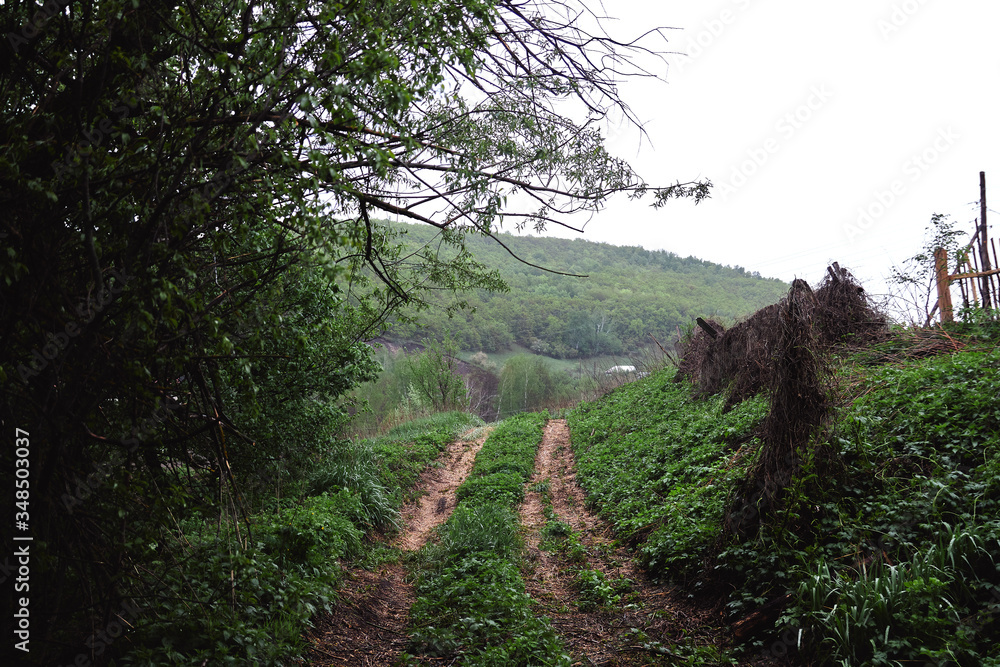dark path from the forest. Autumn forest. Enchanted autumn forest in the morning fog. Forest in the fog.
