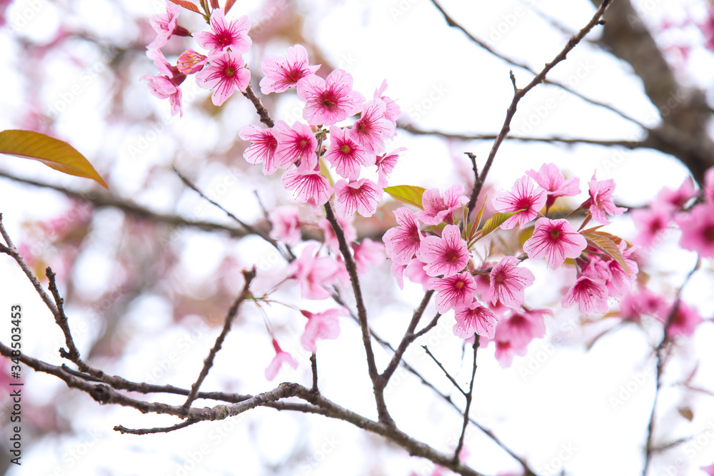Beautiful cherry blossom or sakura in spring time over sky Beautiful cherry blossom or sakura in spring time over sky