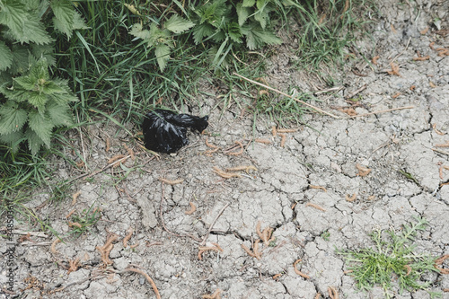 Improperly discarded dog poop bag seen in a public park. The discarded bag is close to a children's play area.