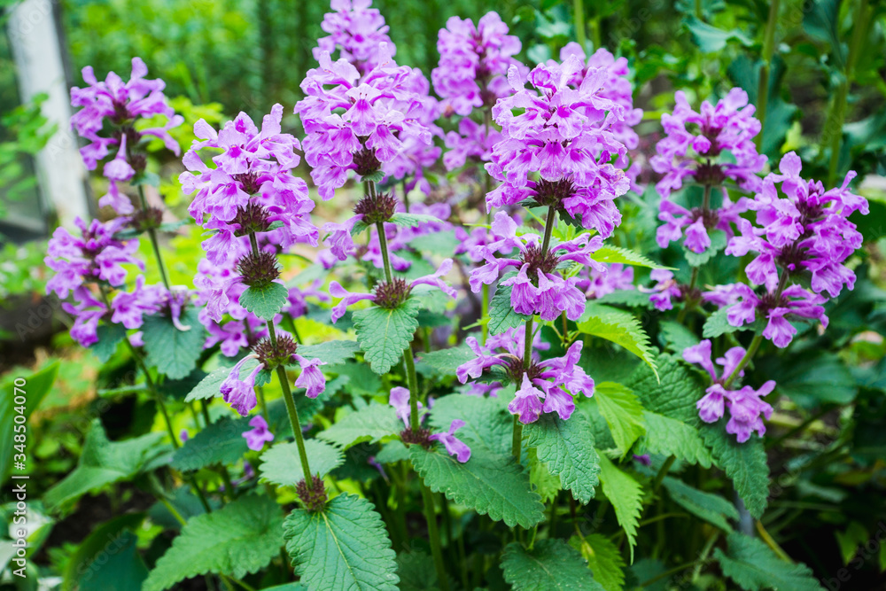 Blooming Betonica officinalis on the field. Selective focus. Shallow depth of field. Blooming Betonica officinalis on the field. Selective focus. Shallow depth of field.