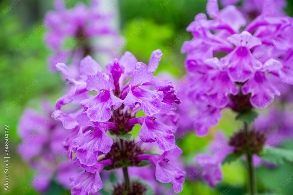 Blooming Betonica officinalis on the field. Selective focus. Shallow depth of field. Blooming Betonica officinalis on the field. Selective focus. Shallow depth of field.