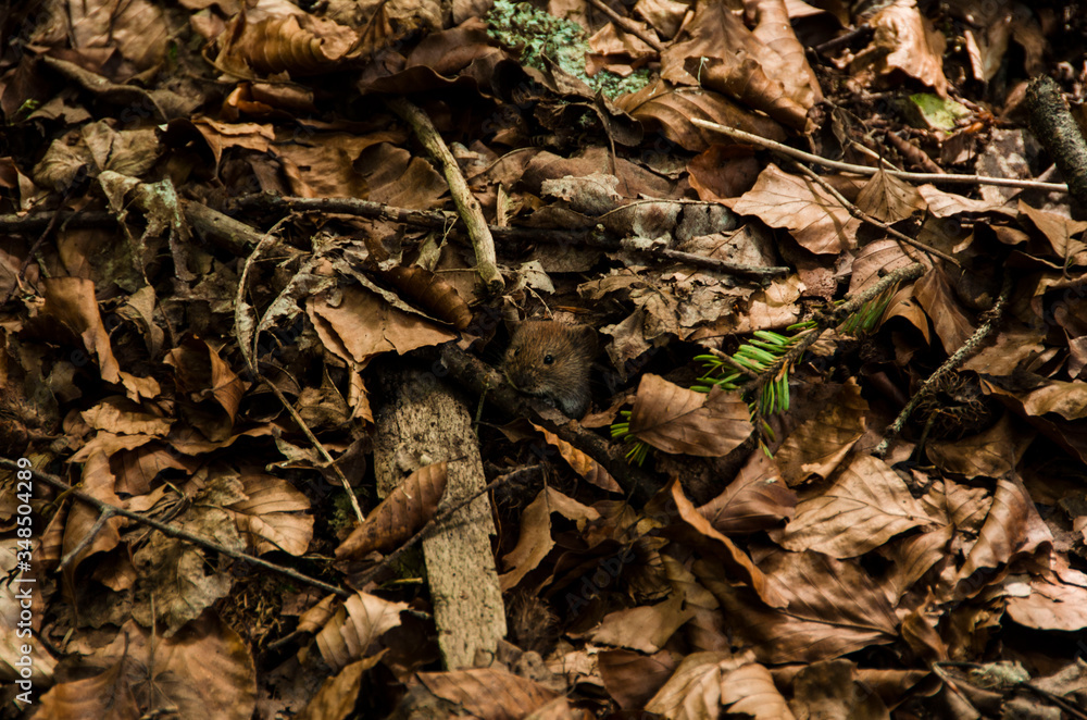 a little mouse hides in the leaf litter a little mouse hides in the leaf litter