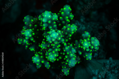 Fototapeta Naklejka Na Ścianę i Meble -  tropical reef coral glows fluorescent green excited by UV light