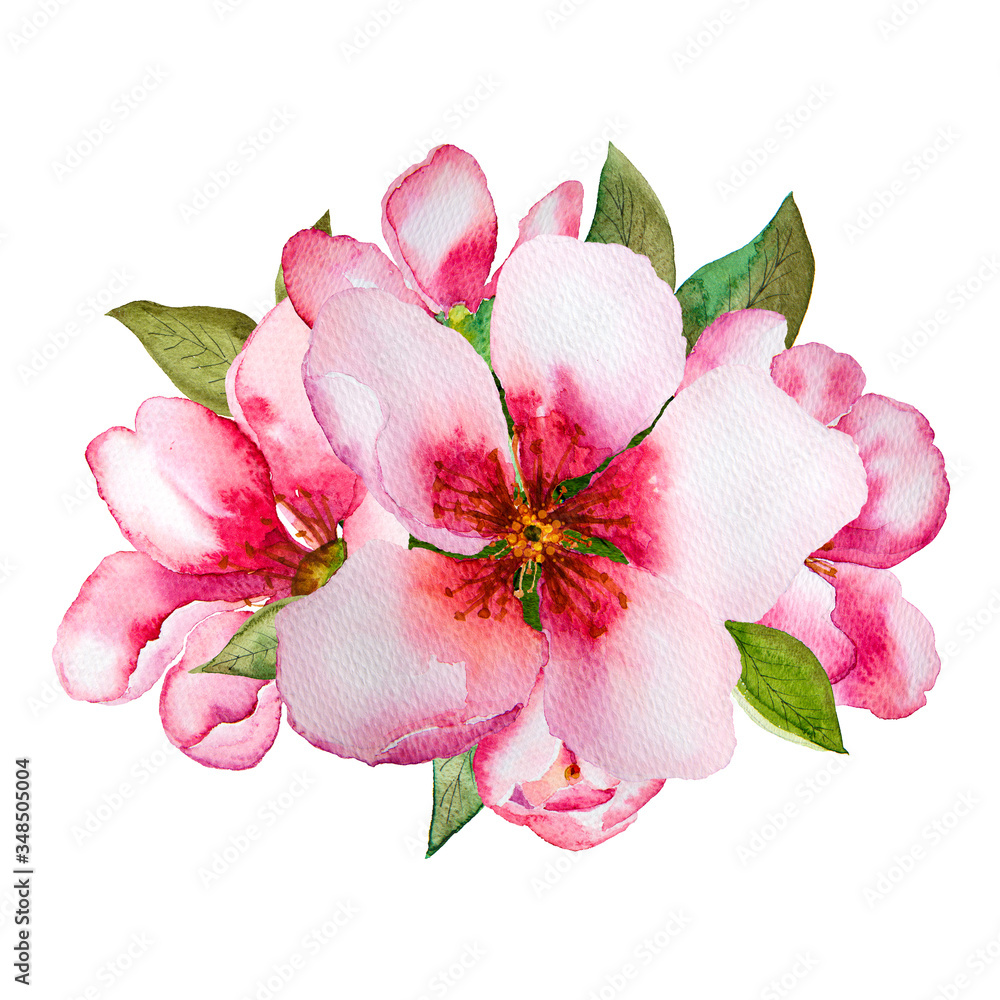 Watercolor pink blossom flowers set isolated on white background. Watercolor pink blossom flowers set isolated on white background.