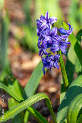 Beautiful Purple Bloom