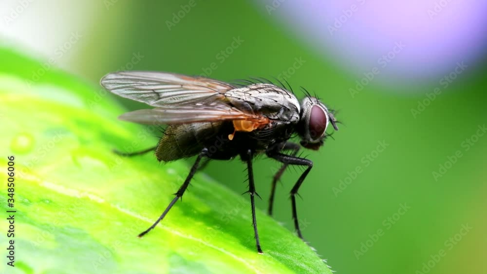Close Up movie - Fly on a leaf. Close Up movie - Fly on a leaf.