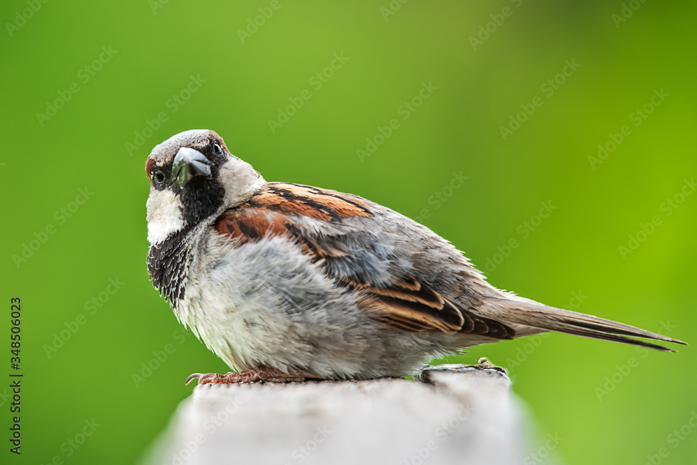 Naklejka premium Portrait of a house sparrow perched on a post. The cute sparrow is resting comfortably.