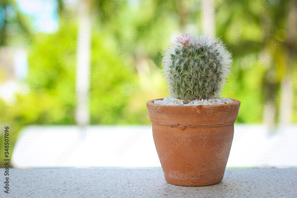 cactus on, marble table Natural Three with blurry background