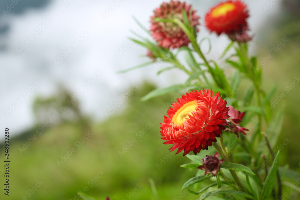 red flower daisy red flower daisy