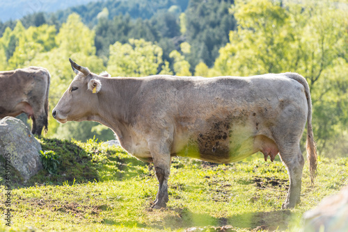 Cows in the sun in the Canillo countryside in the Pyrenees, Andorra in spring.