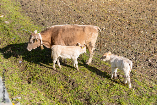 Cows in the sun in the Canillo countryside in the Pyrenees, Andorra in spring.