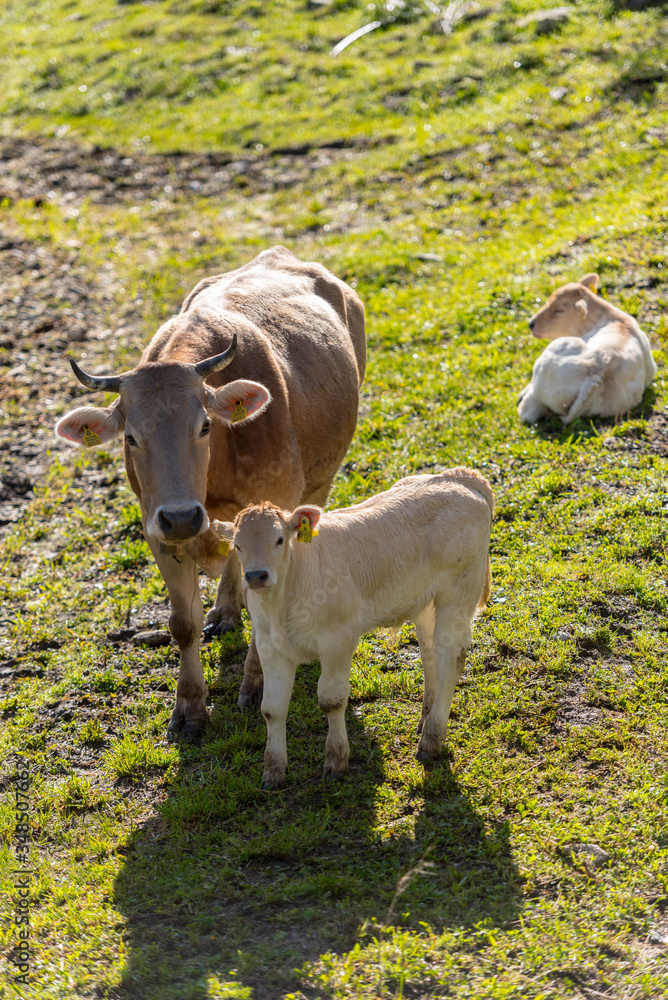 custom made wallpaper toronto digitalCows in the sun in the Canillo countryside in the Pyrenees, Andorra in spring.