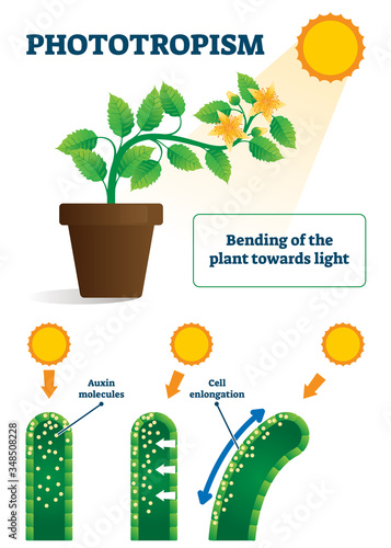 Phototropism vector illustration. Labeled plants bending towards sun scheme